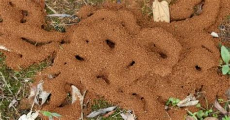 流年冠帶 螞蟻窩怎麼找